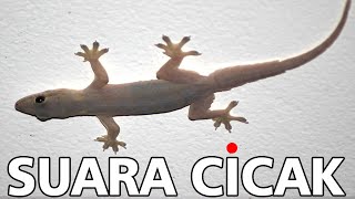 Download lagu Suara Cicak di malam hari mp3 Download lagu Suara Cicak di malam hari mp3