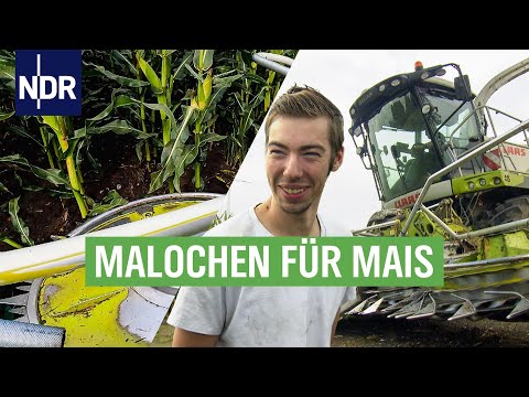 Vier Freunde Tag & Nacht im Erntestress | Die Nordreportage | NDR