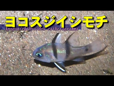 ヨコスジイシモチの水中映像