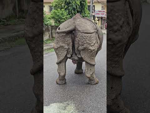 Rhino peeing on the mid town of the street.#onehornedrhino #peeing #street #shorts