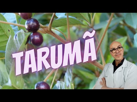 TARUMÃ - | BLOOD PURIFIER | HERPES TYPE 1 | HEART | PROSTATE | BLADDER | UTERUS | RHEUMATISM | BL...