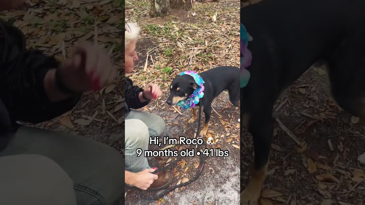 Enlarge ROCO (473), a Adoptable mixed breed in Indiantown, FL video 2/6