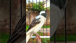 Download lagu Masteran kenari paud gacor roll panjang  #kenarigacor #birds #canarybirds #masterankenari #kenari mp3