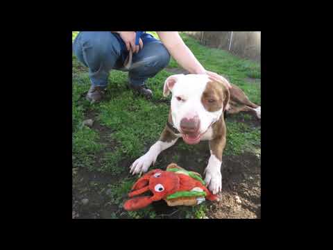 Reggie, an adopted Pit Bull Terrier Mix in Longview, WA_image-1