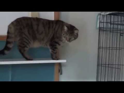 Kissa talo. VaasaКошкин дом в Ваасе. Традиции заботы о беспризорных животных