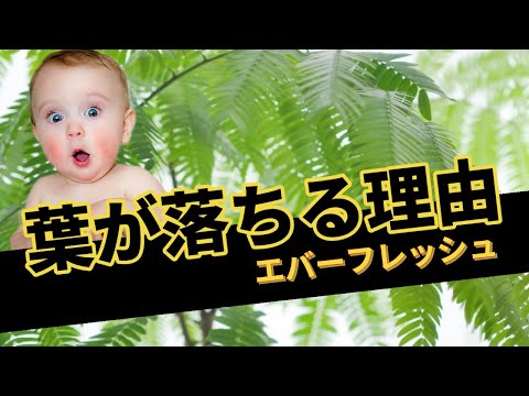 葉が落ちる原因は何ですか