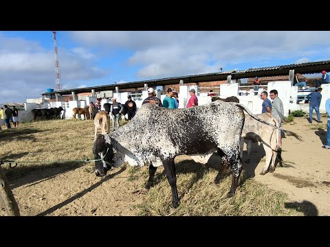 FEIRA DE ANIMAIS DE PUXINANÃ-PB SEGUNDA FEIRA 