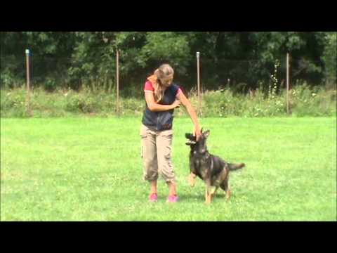 Gimmy z Jukasu - obedience - 13,5 months