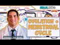Female Reproductive Cycle Ovulation Menstrual Cycle Overview