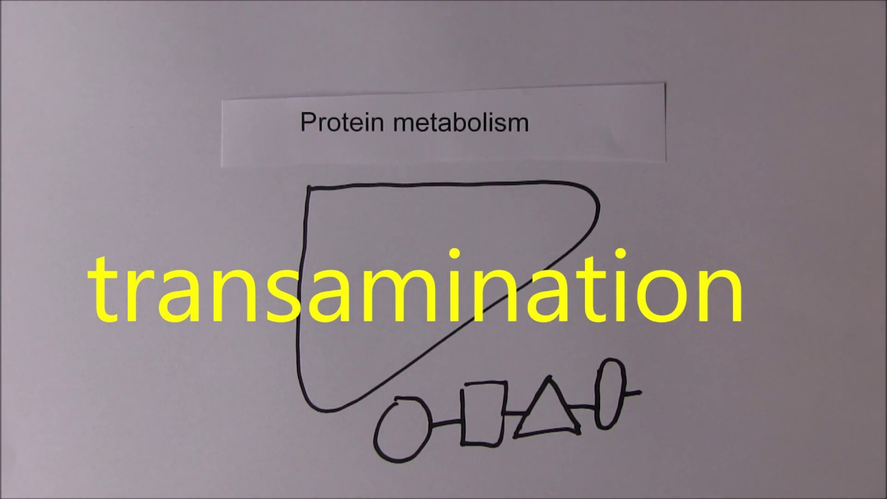 Liver Function 5, Protein metabolism - YouTube