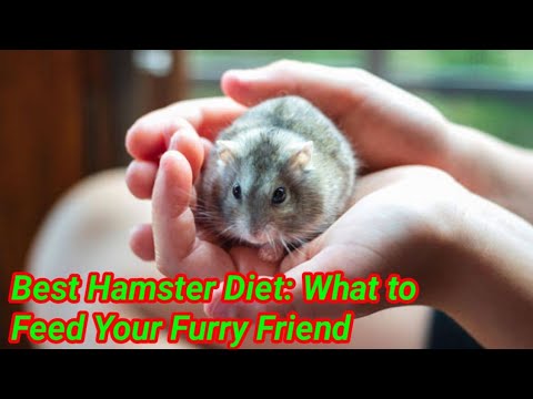 Best Hamster Diet: What to Feed Your Furry Friend