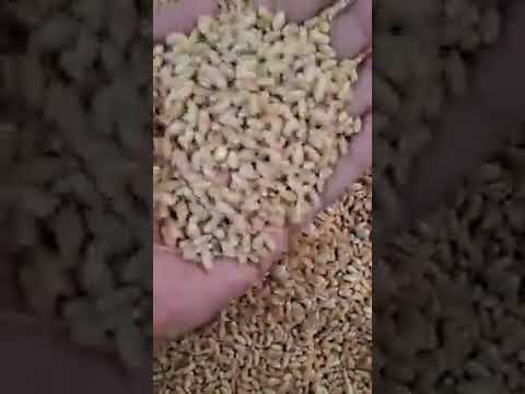 Golden loose organic wheat grains