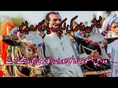 Teshan Bull Famous old Video | Teshan Daand of Mureed Chakwal |  ٹیشن داند کی نایاب ویڈیو