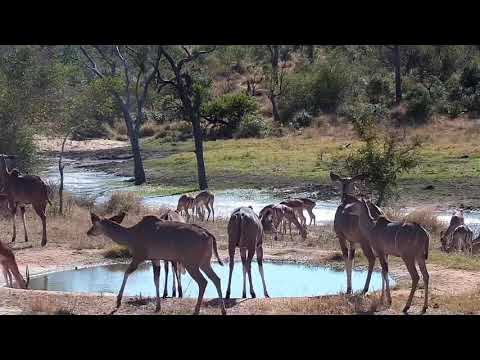 Djuma: Impalas, Warthogs and Kudus - 11:15 - 06/30/21