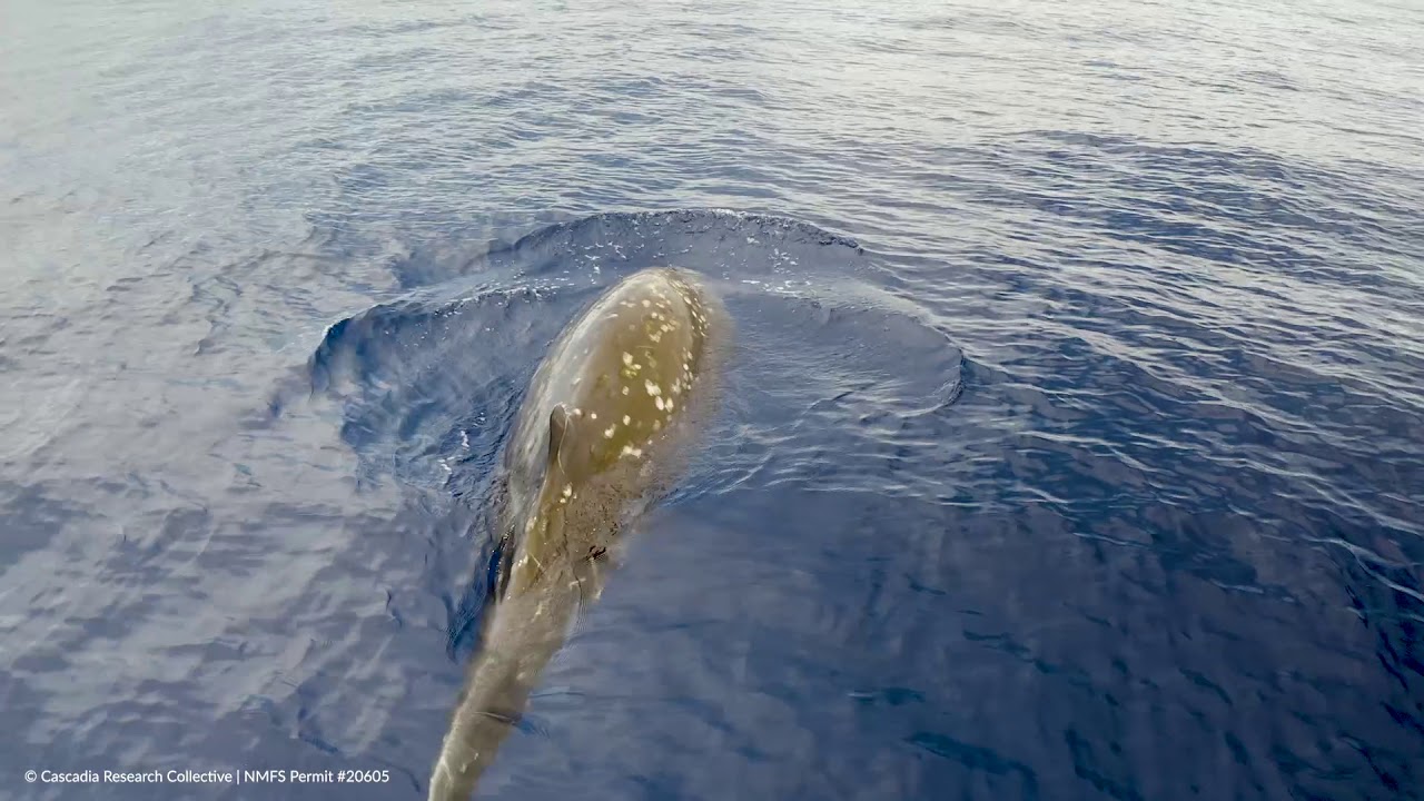 Collecting a breath sample from a Cuvier's beaked whale with a drone!