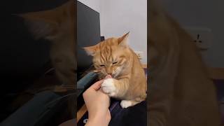 Orange Cats #cat #cute #catvideo #cutecat #funnyvideo #funny