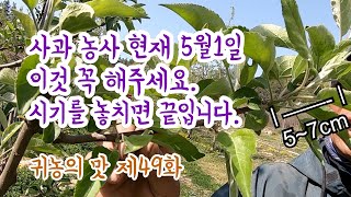 [귀농의 맛]아주 이상적인 결과지 만드는 방법(비비풀을 이용한 신초생장억제 및 화상병3차 방제)