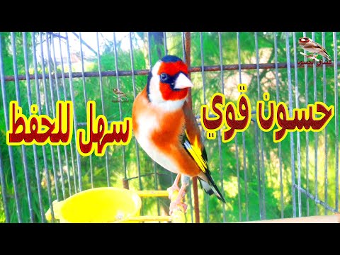 goldfinch sings beautifully to teach chicks? Goldfinch singing