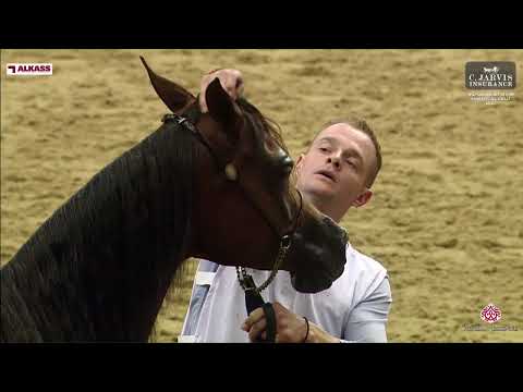 N 87 RAYYANAT AL KHOR   3rd Qatar AH Show for Local Bred   Mares 7+ Years Old Class 8 9