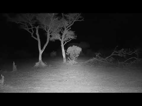 Djuma: Lion-Dark Mane Avoca with Impalas near by - 20:15 - 11/09/21