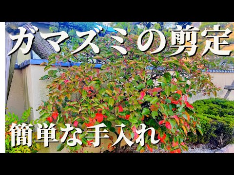 ガマズミについて詳しく解説