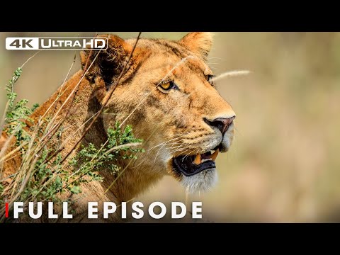 Savage Kingdom: Real Queen of Her Pride (Full Episode) | Nature and Animal Documentary