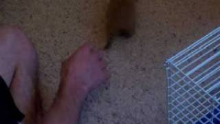 our pet a black tailed Prairie dog named Spike