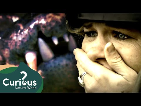 Fighting Off The World's Deadliest Ocean Predators | Wildlife Documentary | Curious?: Natural World
