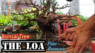 Download lagu Bonsai Tree The Loa Ficus Racemosa #bonsaitreeforbeginners #bonsaitree @therisingofroninbonsai mp3