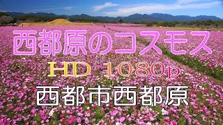 preview picture of video '【HD】西都原古墳群のコスモス (300万本)　Saitobaru　Burial Mounds'
