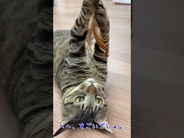 0006 遊ぶのが大好きなトラ吉2
