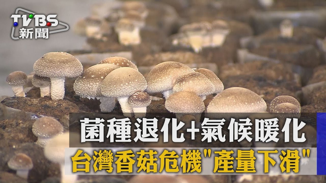 菌種退化+氣候暖化 台灣香菇危機產量下滑