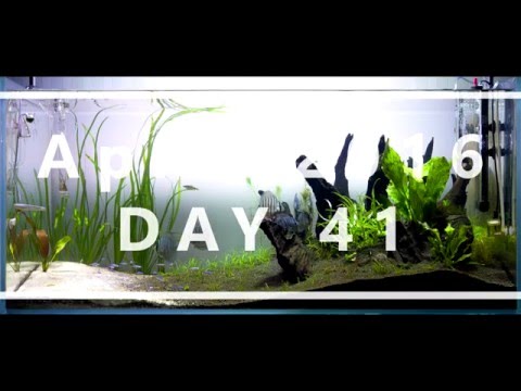 300L Planted Discus Aquarium - Day 41