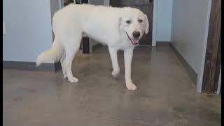 Video preview image #1 Great Pyrenees Puppy For Sale in Bountiful, UT, USA
