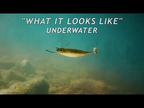 Drop Shotting Swimbaits | What it Looks Like