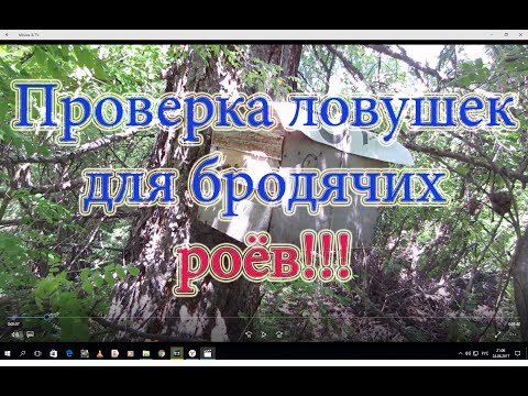 1 Часть. Проверка ловушек для бродячих роёв и снятие их с дерева.  Beekeeping