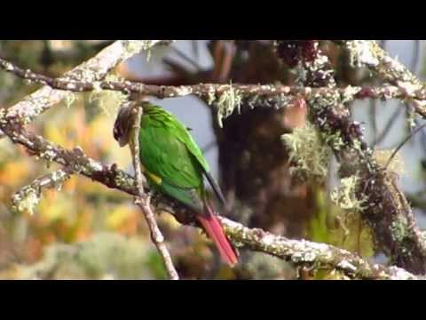 Flame-winged Parakeet - Pyrrhura calliptera, kolumbijský endemit