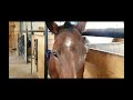 Japanese Minitruck Delivery For Polo Horses