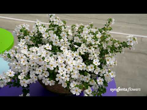 Meet our Petunia Itsy -  Full of color