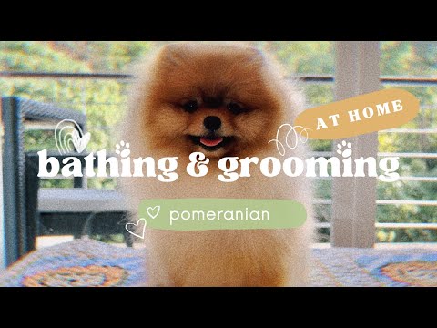 Pomeranian taking a bath | Grooming at home