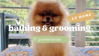 Pomeranian taking a bath | Grooming at home