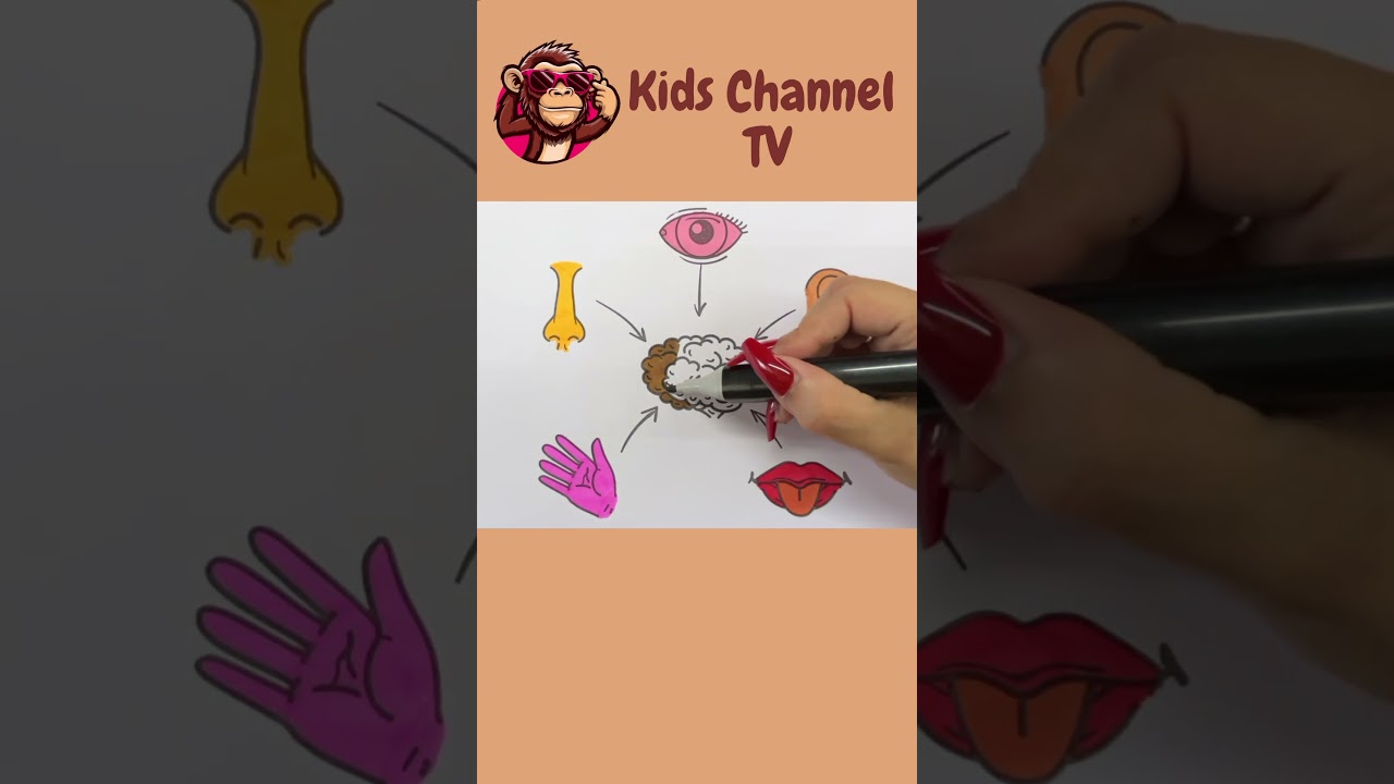Five Sense Organs Song & Drawings & Coloring for Kids, Toddlers | How to Draw & Color Easy Art Tips