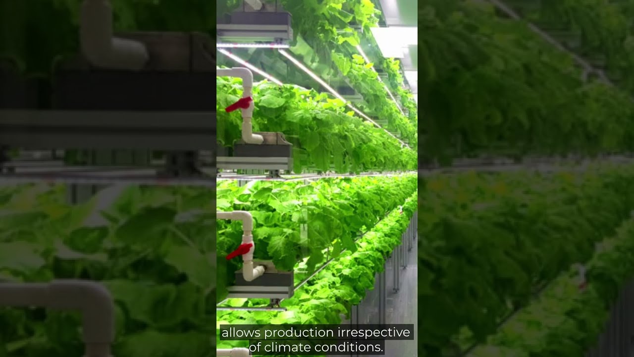 The Basics Of Controlled Environment Agriculture