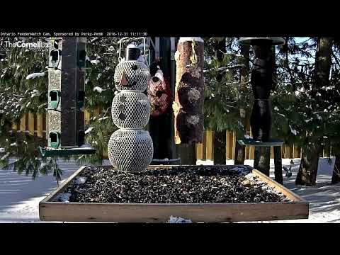 Ontario FeederWatch Cam, Sponsored by Perky-Pet®