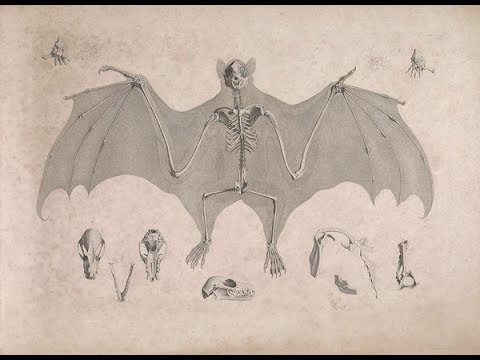 Edouard Joseph d’Alton's Illustrations of Animal Skeletons (1821–1838)