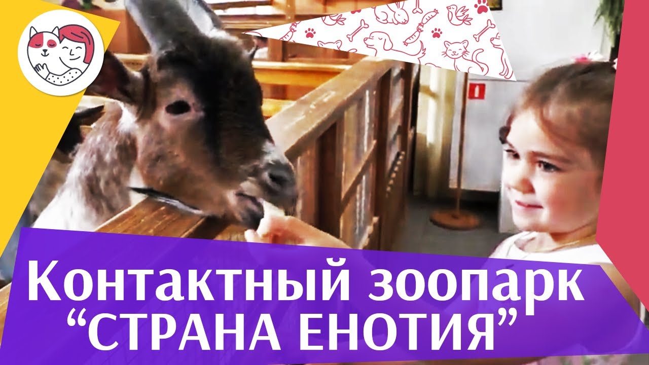 Контактный зоопарк «Страна ЕНОТиЯ» на ilikepet