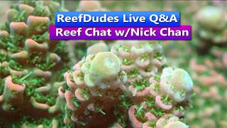 ReefDudes Live Q&A - Saltwater Reef Chat w/Nick Chan