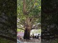 Pipal Ped Puja Video Beautiful Viral