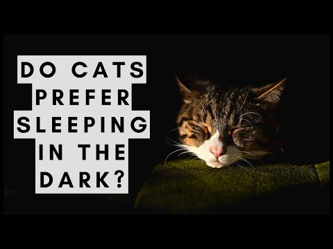 Do Cats Like the Dark? Do They Prefer Sleeping in the Dark?