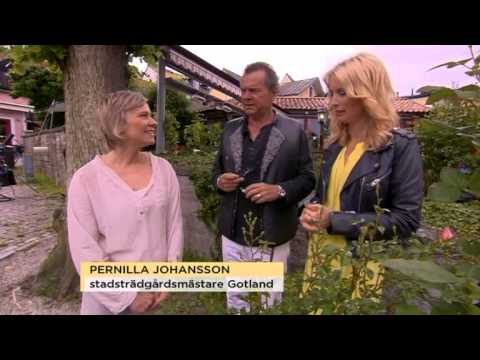 Rosen dag: Så lyckas du bäst med dina rosor - Nyhetsmorgon (TV4)